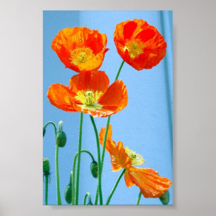Póster Amapolas