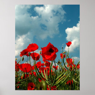 Póster Amapolas