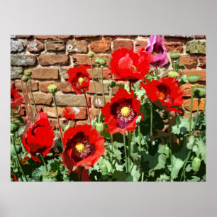 PÓSTER AMAPOLAS 3
