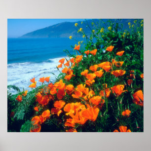 Póster Amapolas a lo largo de la Costa Pacífica cerca de