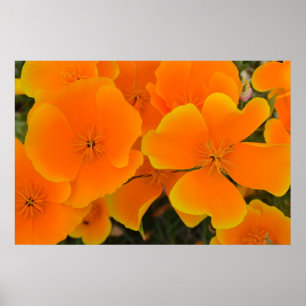 Póster Amapolas anaranjadas en poster de la primavera