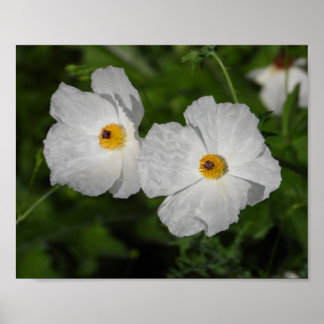 Póster Amapolas Blancas Fotografía Floral Botánica