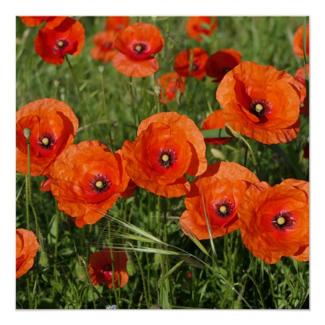 Póster Amapolas comunes (Anverso)