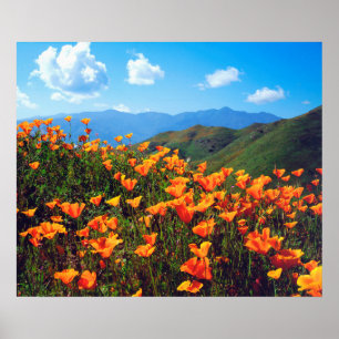 Póster Amapolas de California cubriendo una ladera