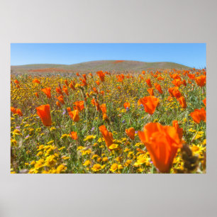 Póster Amapolas de California floreciendo en primavera