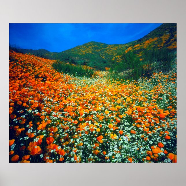 Póster Amapolas de California y flores silvestres de palo (Frente)