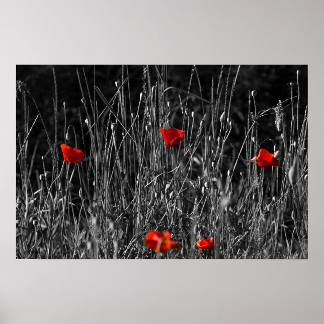 Póster - Amapolas de Soledad Roja (Frente)