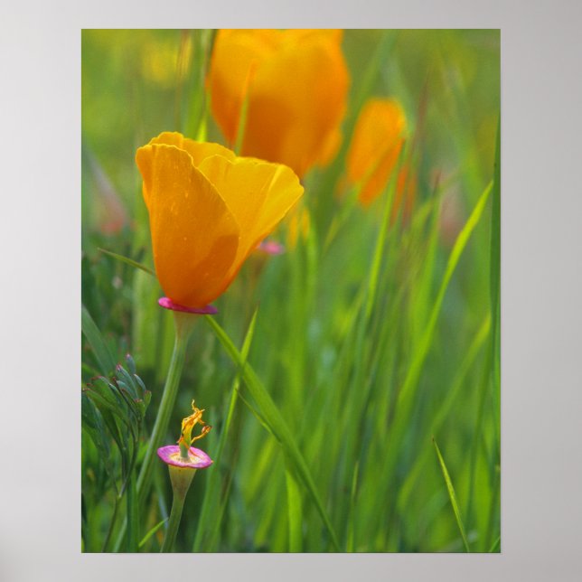 Póster amapolas doradas de California en un campo verde (Frente)