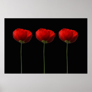 Póster Amapolas en el poster negro