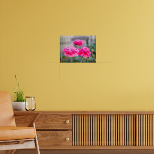 Póster Amapolas mediterráneas de color rosa vibrante