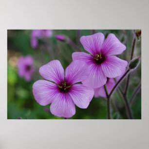 Póster Amapolas púrpuras