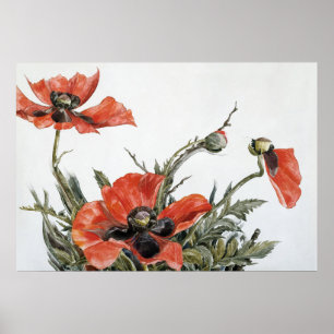 Póster Amapolas rojas de Demuth