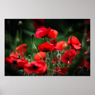 Póster Amapolas Rojas En Fotografía De Naturaleza