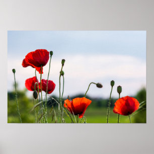 Póster - Amapolas silvestres iluminadas por el sol