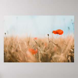 Póster Amapolas y cebada rojas del oro
