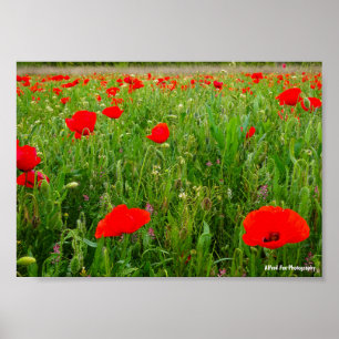 Póster Amapolas y Flores Silvestres