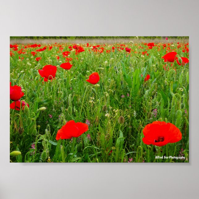 Póster Amapolas y Flores Silvestres (Frente)