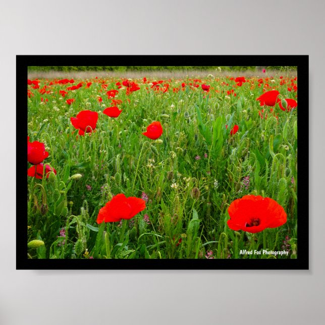 Póster Amapolas y Flores Silvestres (Frente)