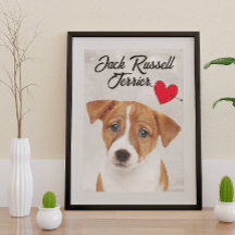 Amar a mi Jack Russell Terrier