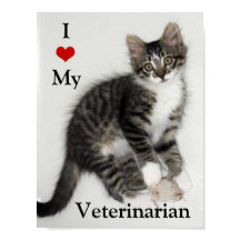Amar a mi Poster veterano Zorro Kitty