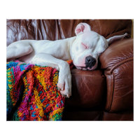 Amar al perro de Pitbull durmiendo en el sofá
