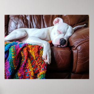 Póster Amar al perro de Pitbull durmiendo en el sofá