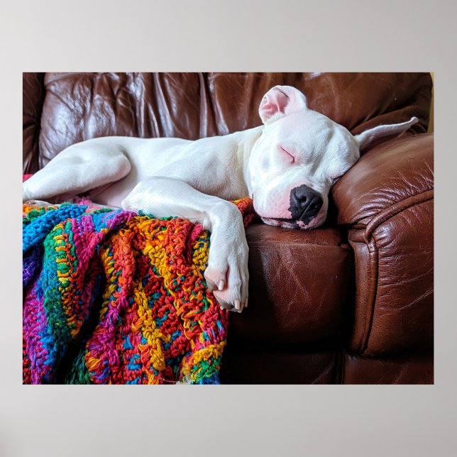 Póster Amar al perro de Pitbull durmiendo en el sofá (Frente)