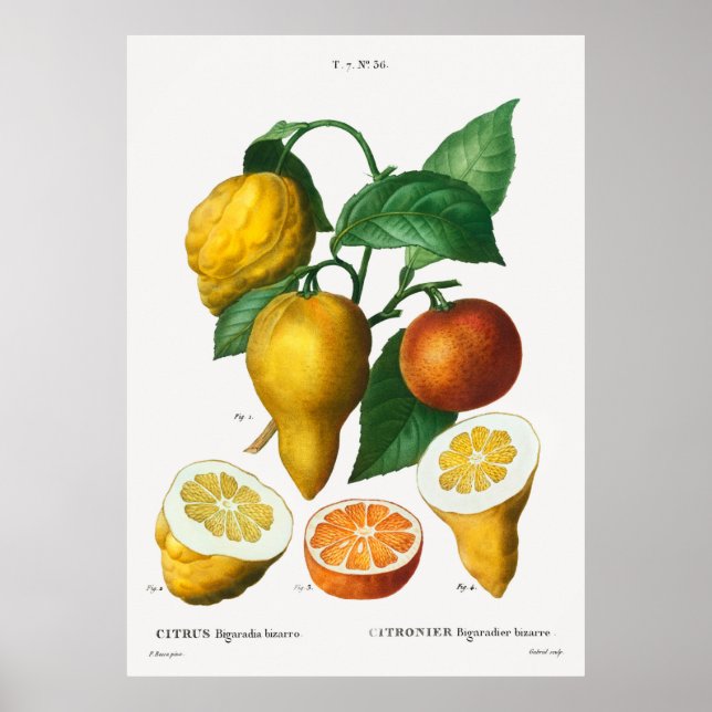 Póster Amarga naranja Citrus bigaradia bizarro de Traite (Frente)