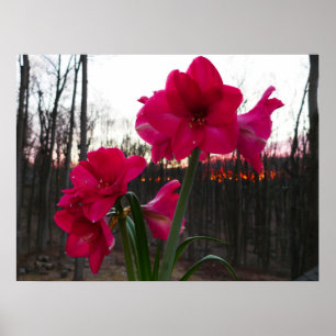 Póster Amarilis roja y amanecer de invierno