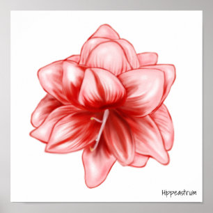 Póster Amarilis rosa y blanco ilustrados
