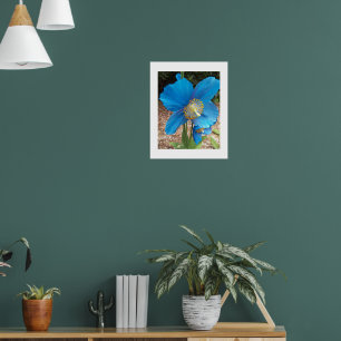 Póster Amarilla Azul del Himalaya Floral