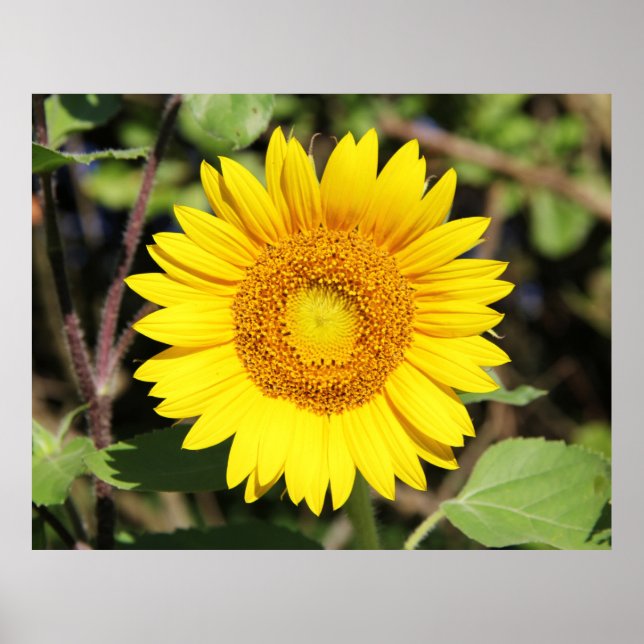 Póster Amarillo (Frente)