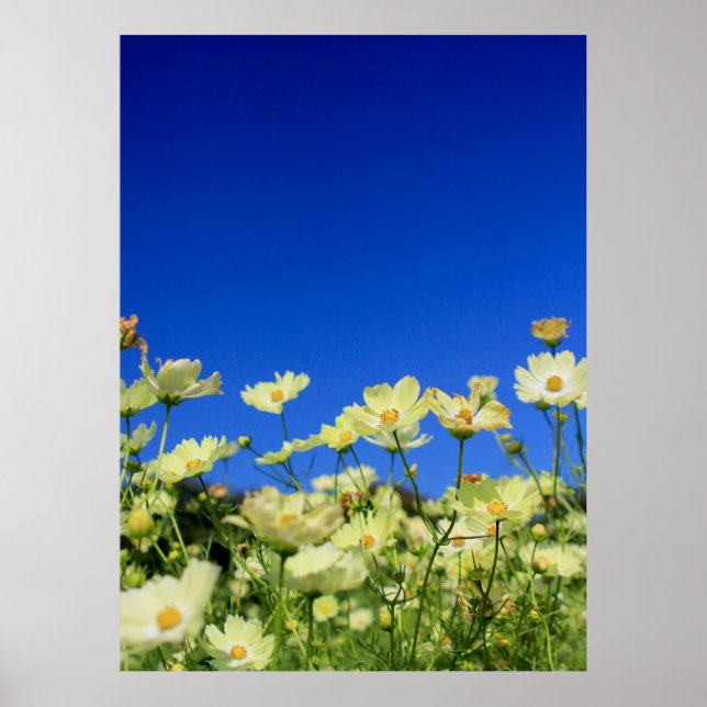 Póster Amarillo Amarillo Campo de Flor Azul cielo claro (Frente)