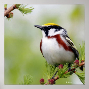 Póster Amarillo amarillo pájaro