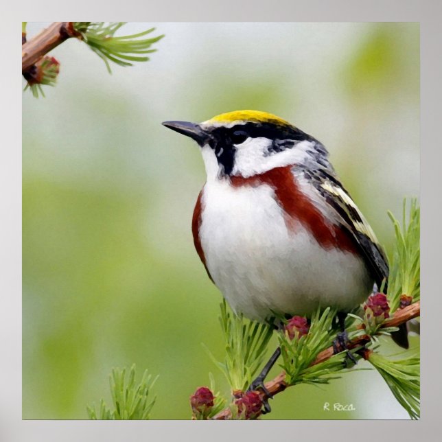 Póster Amarillo amarillo pájaro (Frente)