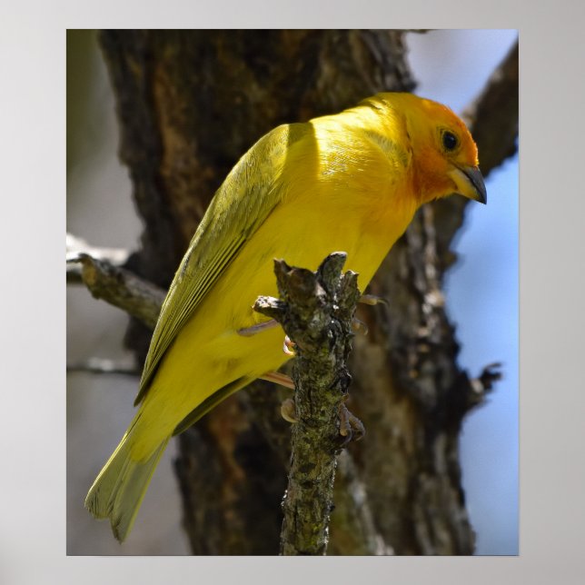 Póster Amarillo azafrán finch (Frente)
