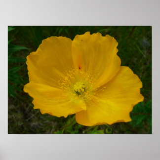Póster Amarillo de la amapola Alaskan Flor silvestre Flor