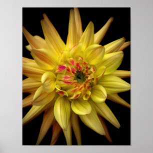 Póster Amarillo de la corona de la dalia