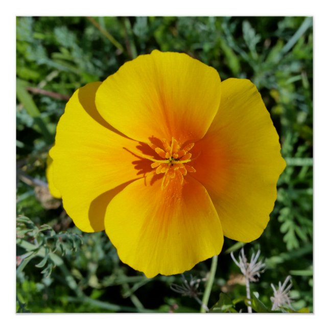 Póster amarillo de otoño (Anverso)