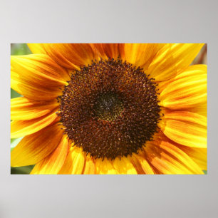 Póster Amarillo, naranja, y poster del primer del girasol