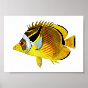 Póster Amarillo Negro Tropical Fish Art Imprimir n.º 4