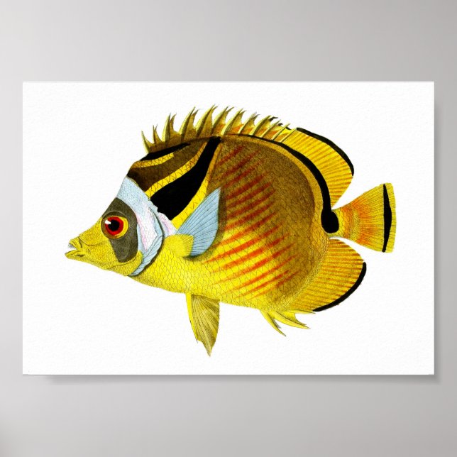 Póster Amarillo Negro Tropical Fish Art Imprimir n.º 4 (Frente)