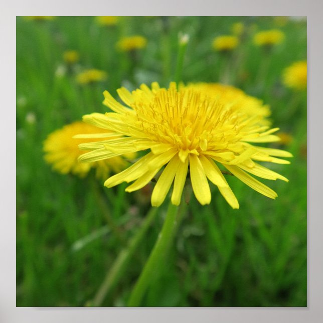 Póster amarillo, ranúnculo, planta, diente de león, prado (Frente)