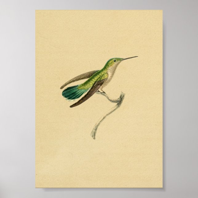 Póster Amarillo verde de la imagen del colibrí 1830 (Frente)