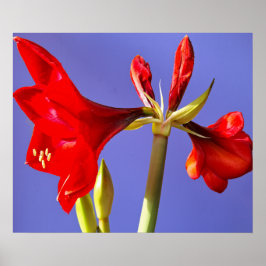 Póster Amaryllis