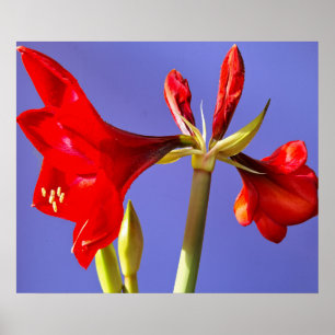 Póster Amaryllis
