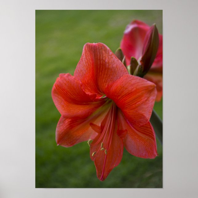 Póster Amaryllis (Frente)