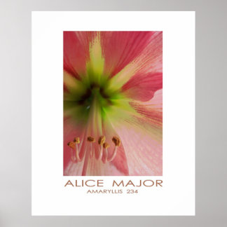 Póster Amaryllis 234