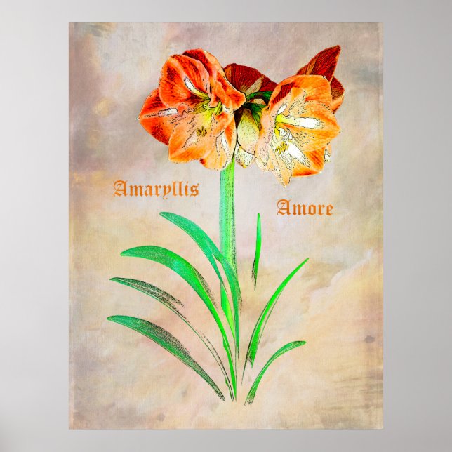 Póster Amaryllis Amore (Frente)