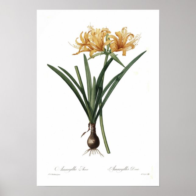 Póster Amaryllis aurea (Frente)